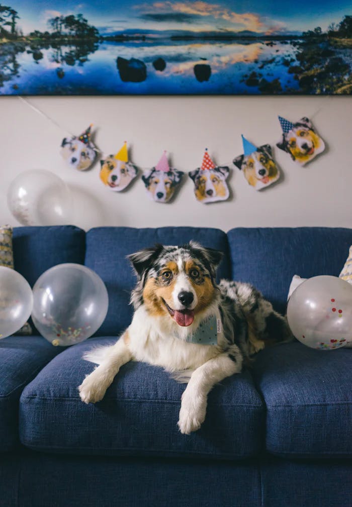Berger Australien qui fête son anniversaire