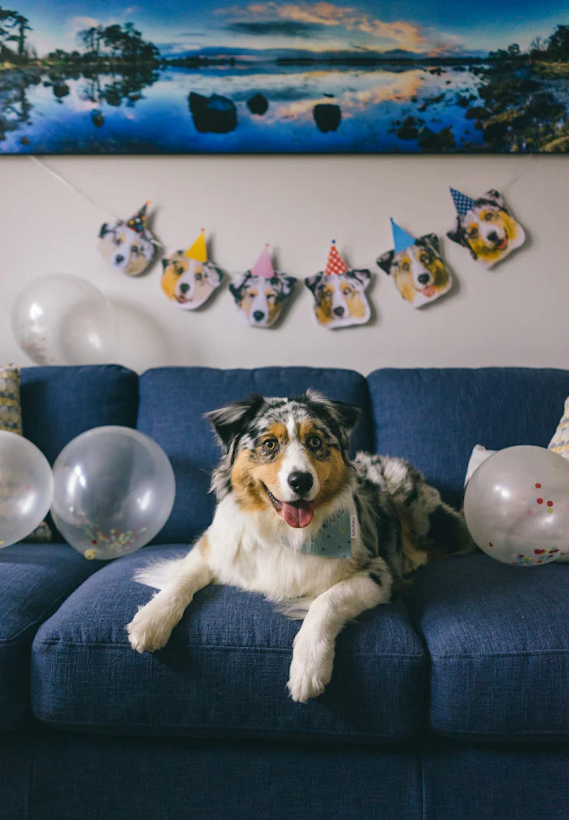 Berger Australien qui fête son anniversaire 