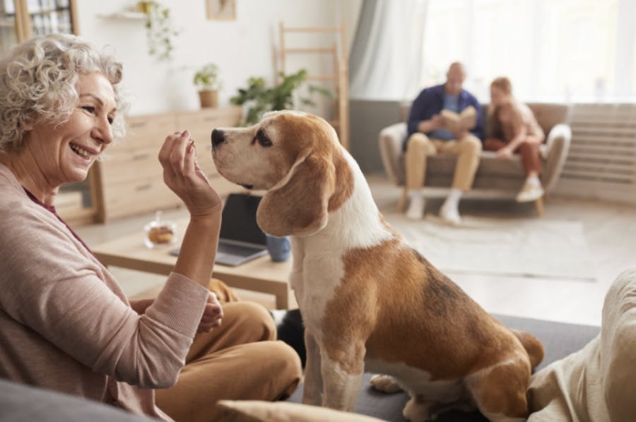 Dame âgée qui caresse son chien