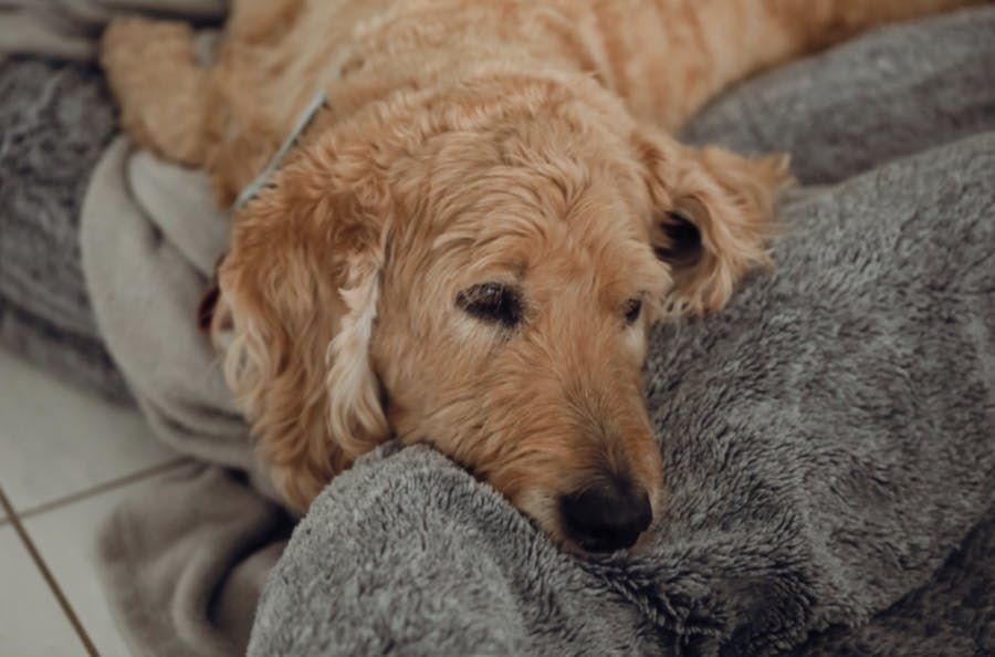 Chien couché sur un coussin