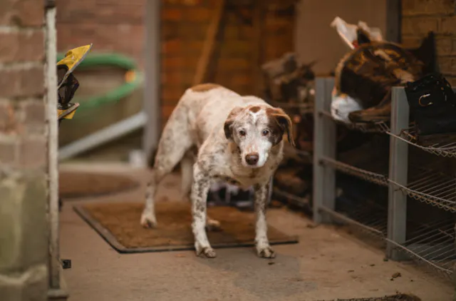 Vieux chien qui marche