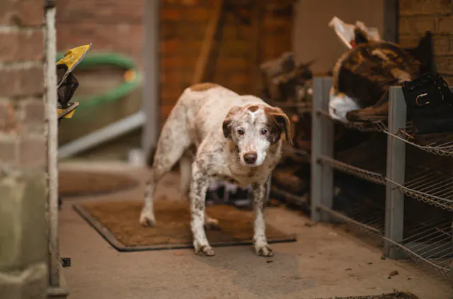 Vieux chien qui marche