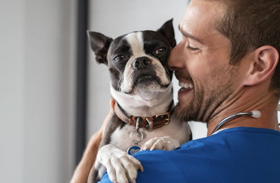 Vétérinaire qui tient un bouledogue dans ses bras