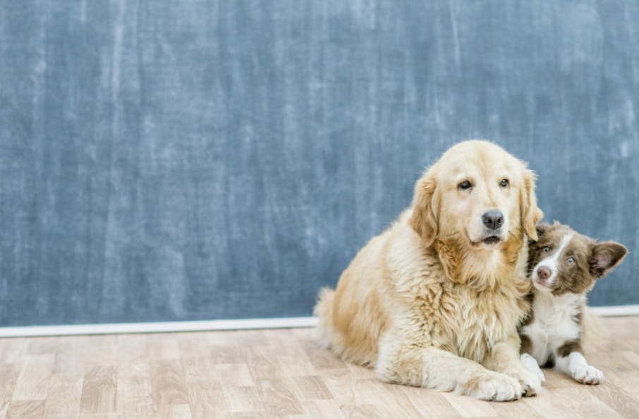 Chiot couché à côté d'un chien âgé