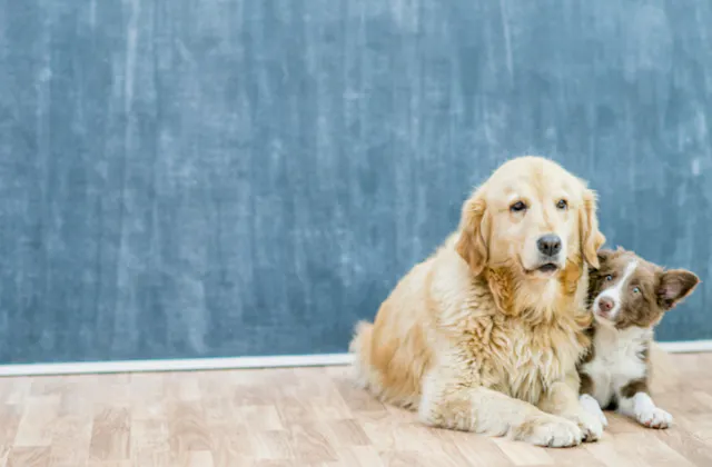 Chiot couché à côté d'un chien âgé