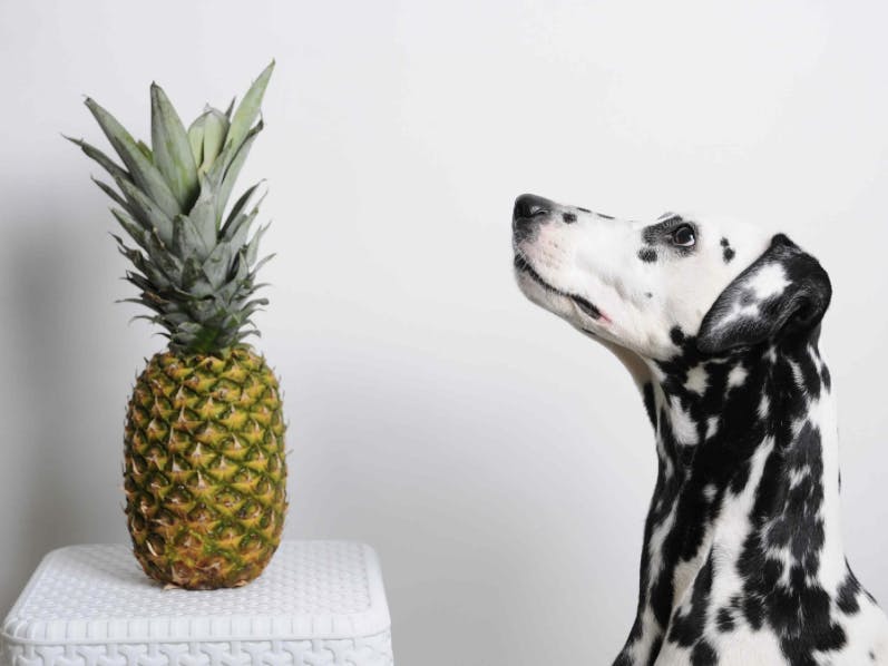 Dalmatien qui regarde un ananas