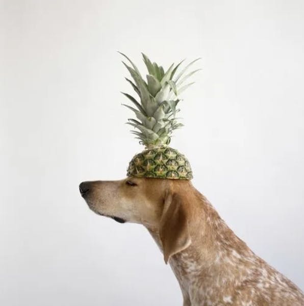 Chien avec un ananas sur la tête