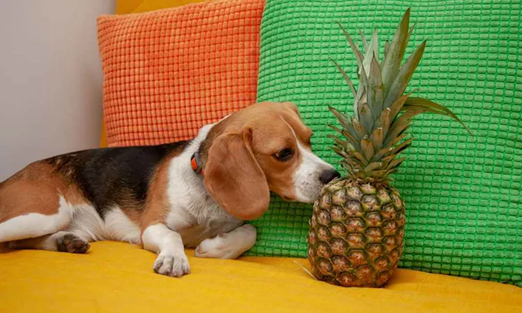 Beagle qui sent un Ananas