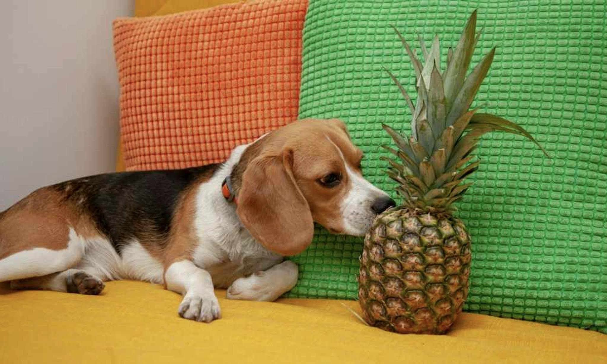 Beagle qui sent un Ananas