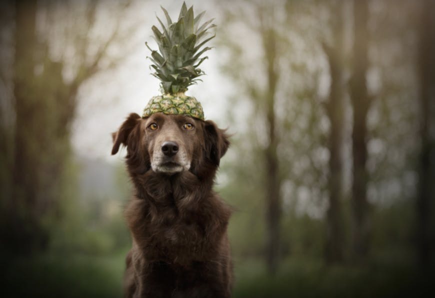 Chien avec un ananas sur la tête