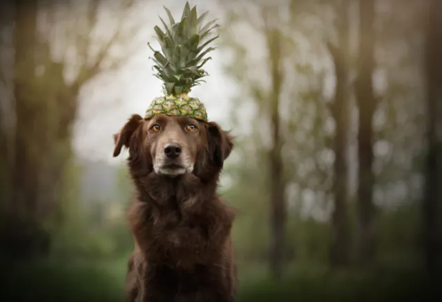 Chien avec un ananas sur la tête