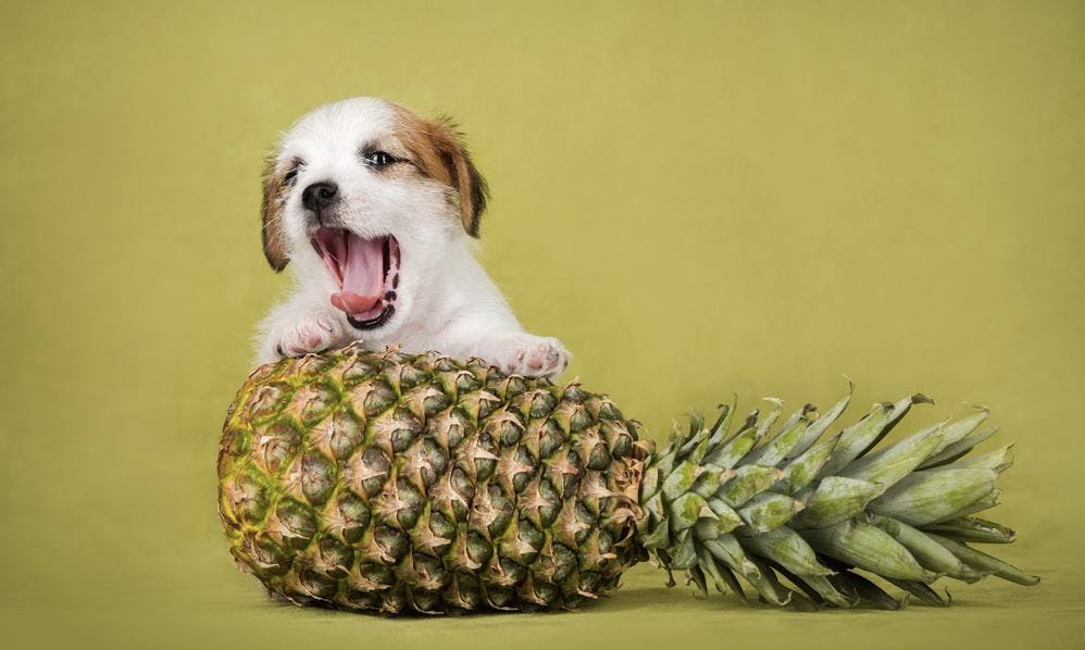 Chiot posé sur un ananas