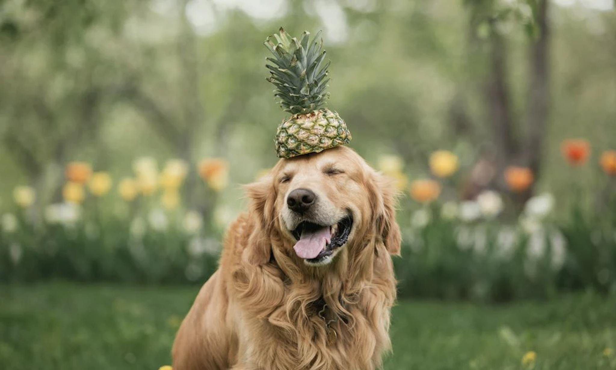 Golden Retriever avec un ananas sur la tête