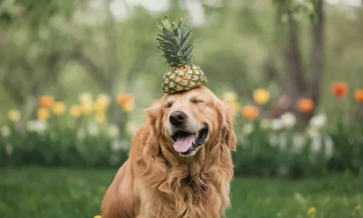 Golden Retriever avec un ananas sur la tête