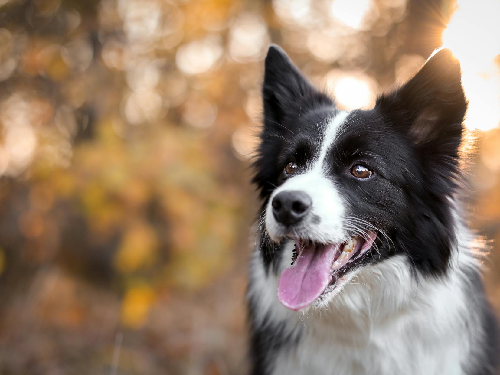 border collie noir et blanc