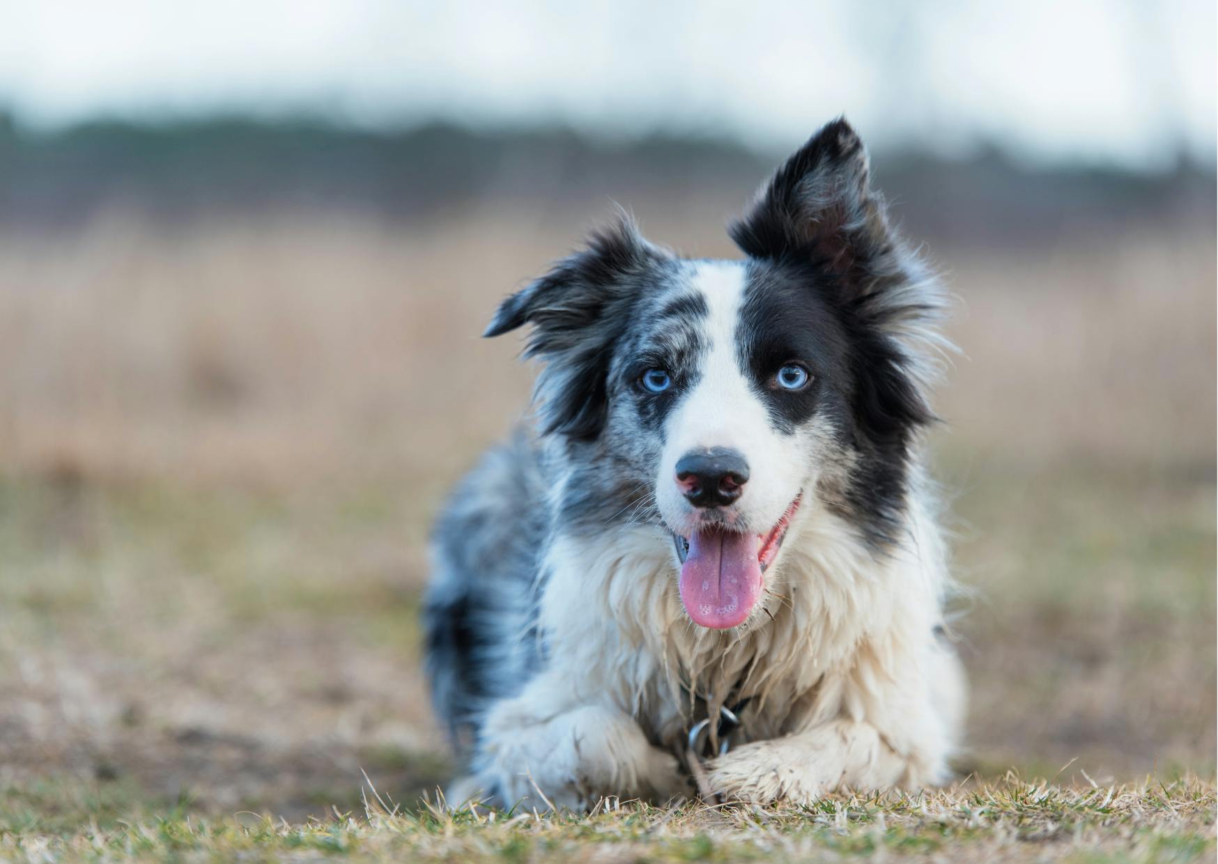 border collie merle avec les yeux bleus