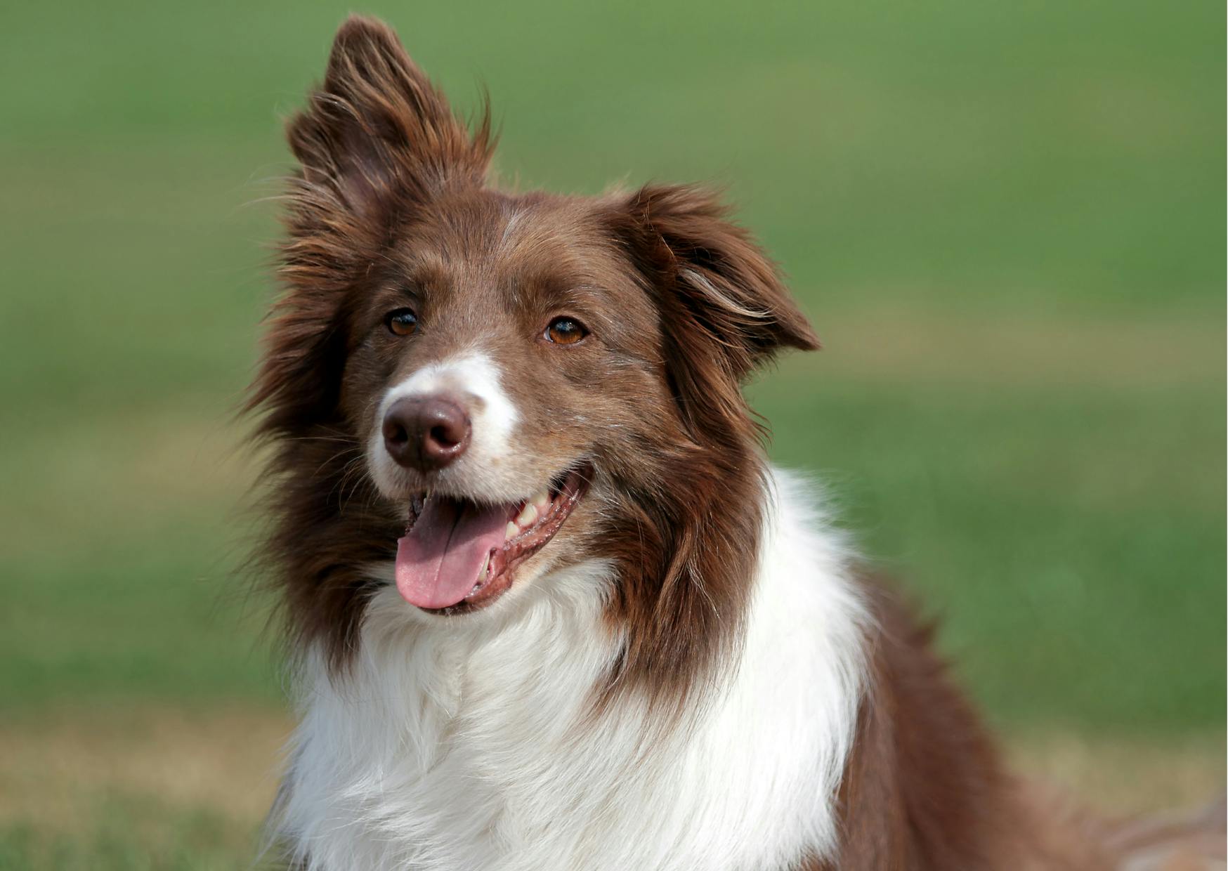 border collie marron et blanc