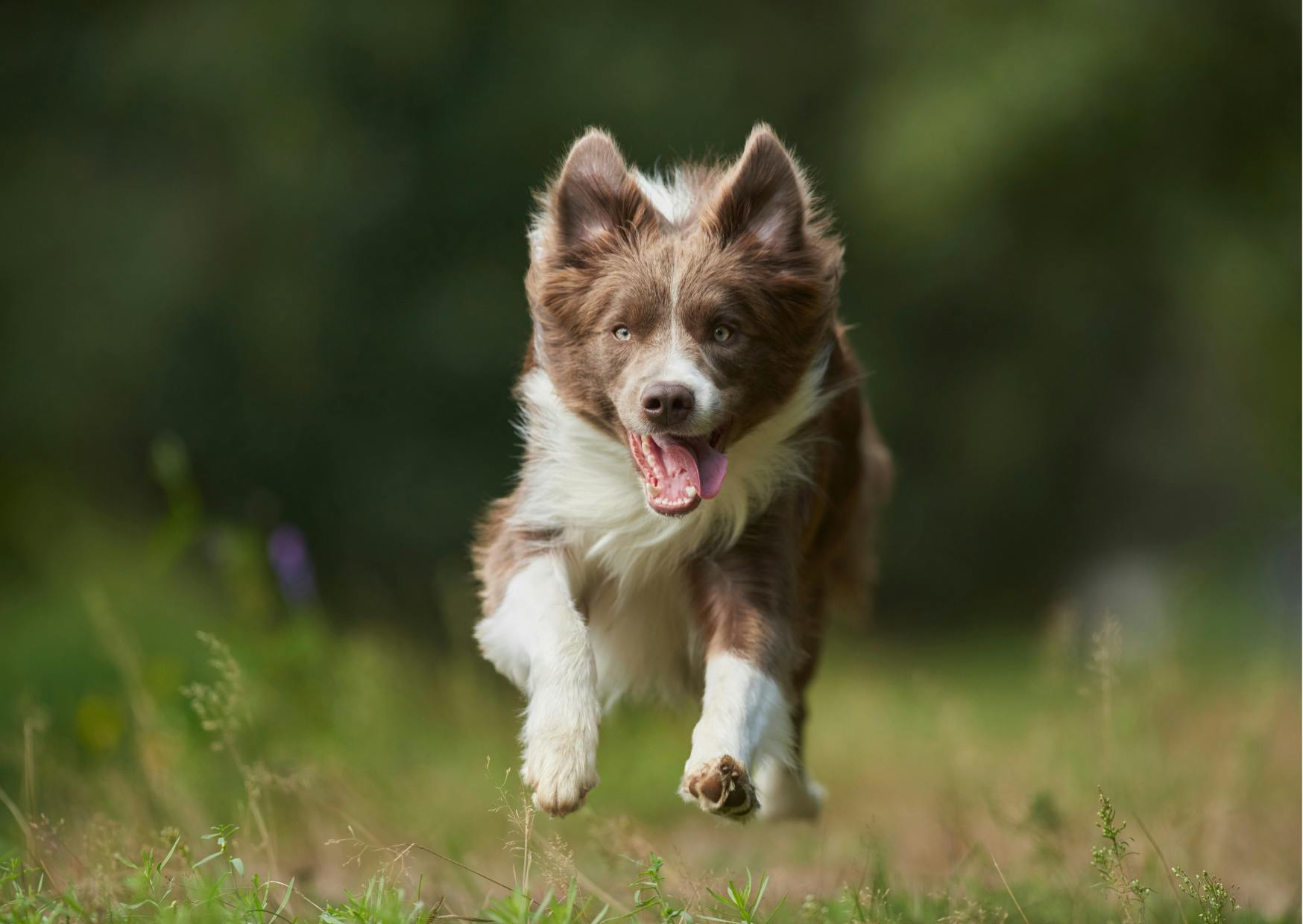 Border collie marron et blanc qui court dans un champs