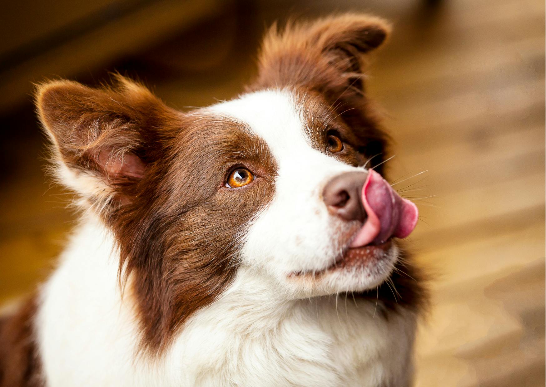 Border collie marron et blanc qui se lèche la truffe