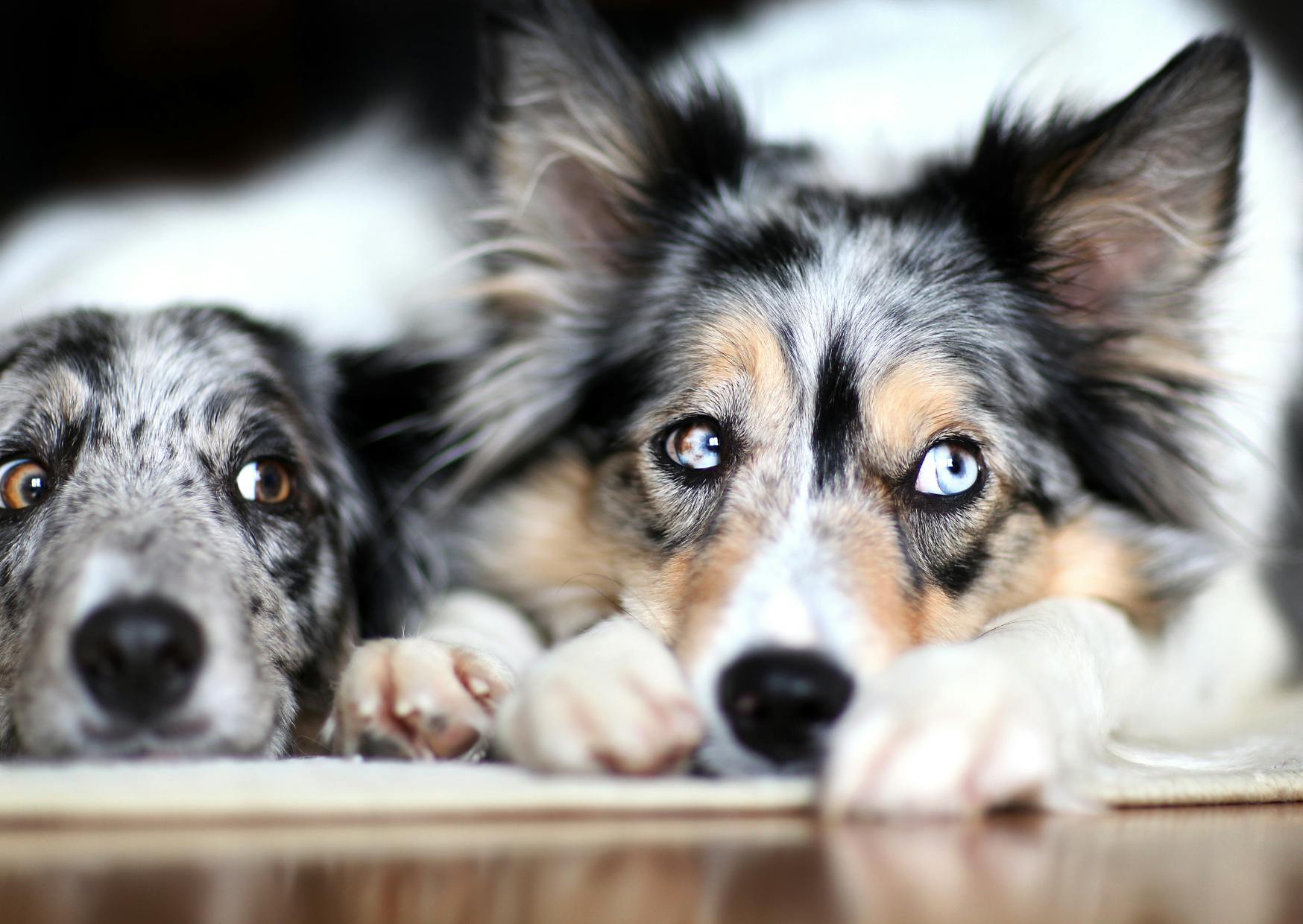 deux border collie merle couchés l'un à côté de l'autre