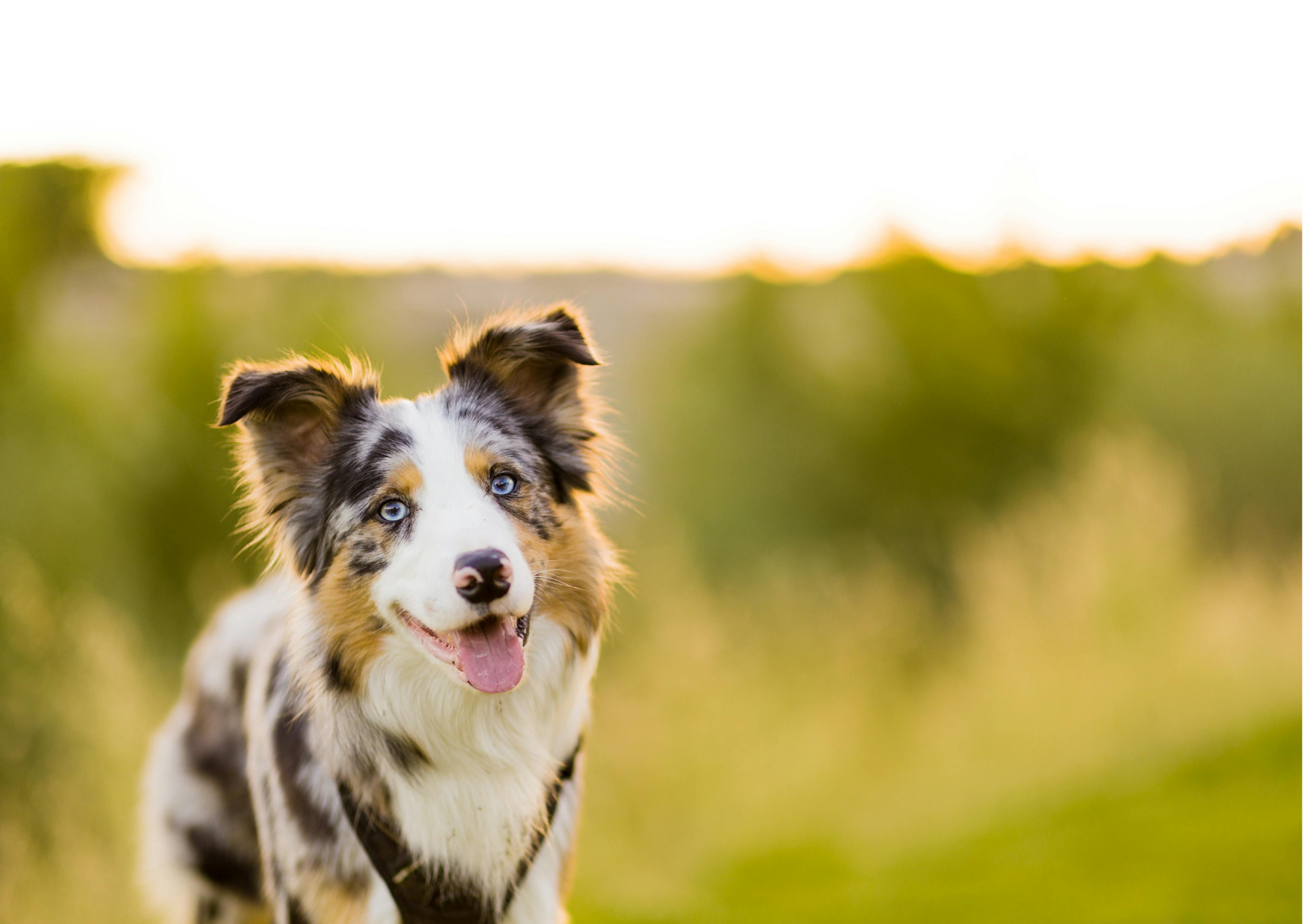 Border collie merle aux yeux bleus 