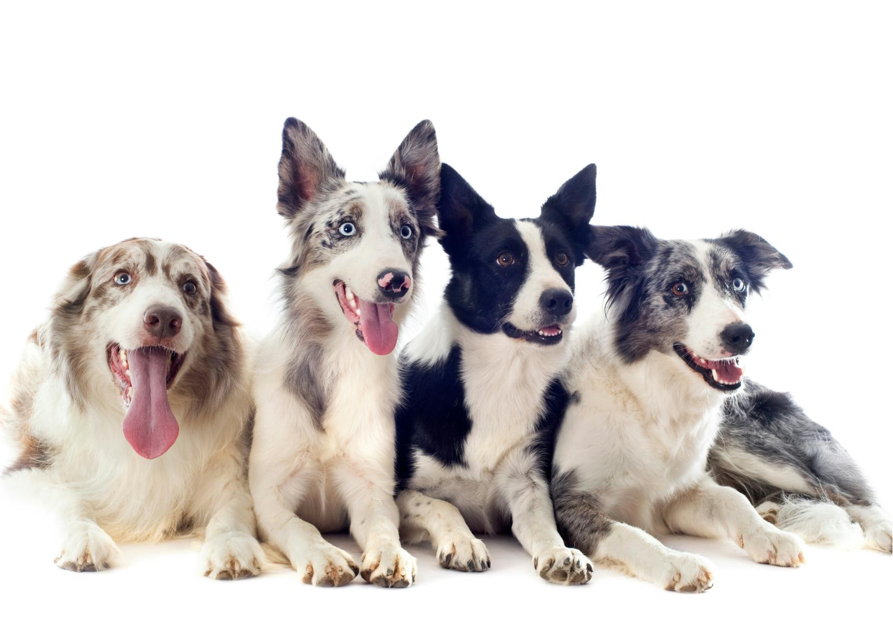4 border collie couchés les uns à côté des autres