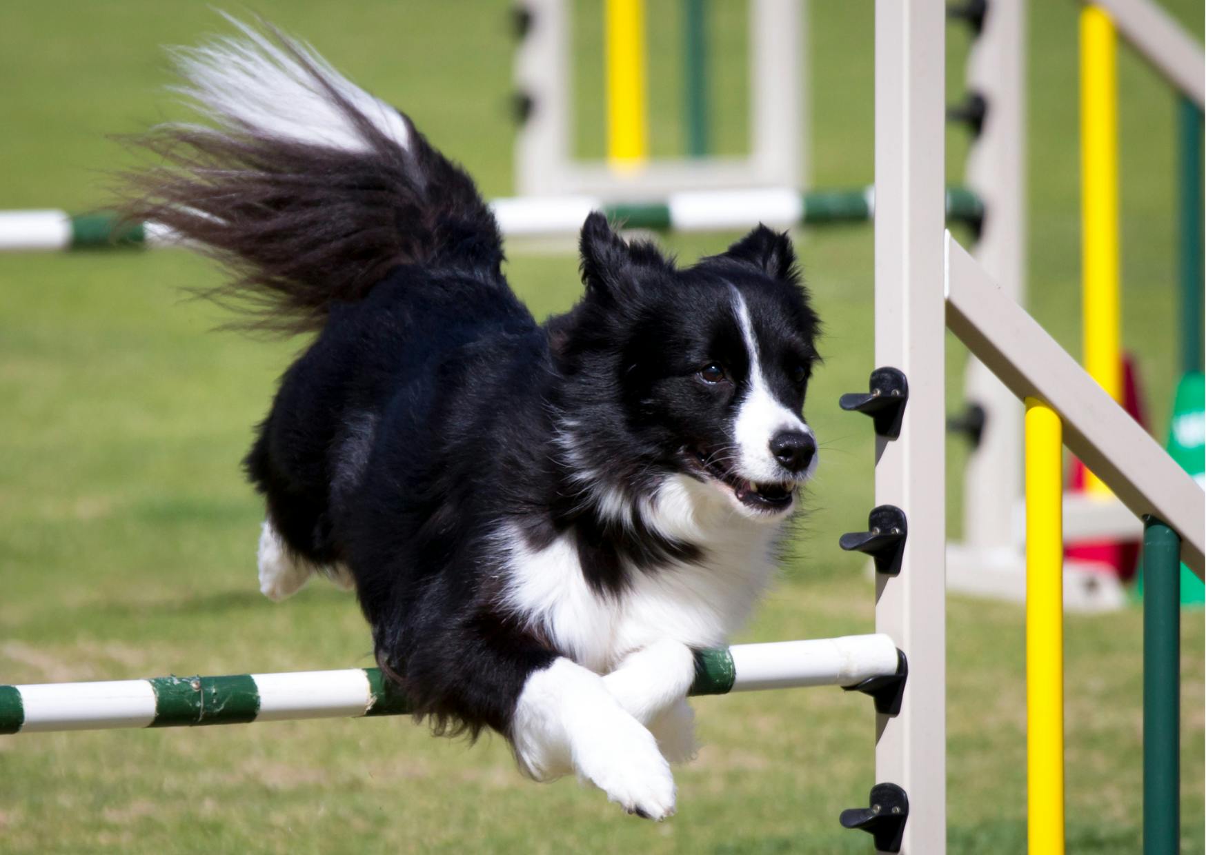 border collie noir et blanc qui saute un obstacle d'agility