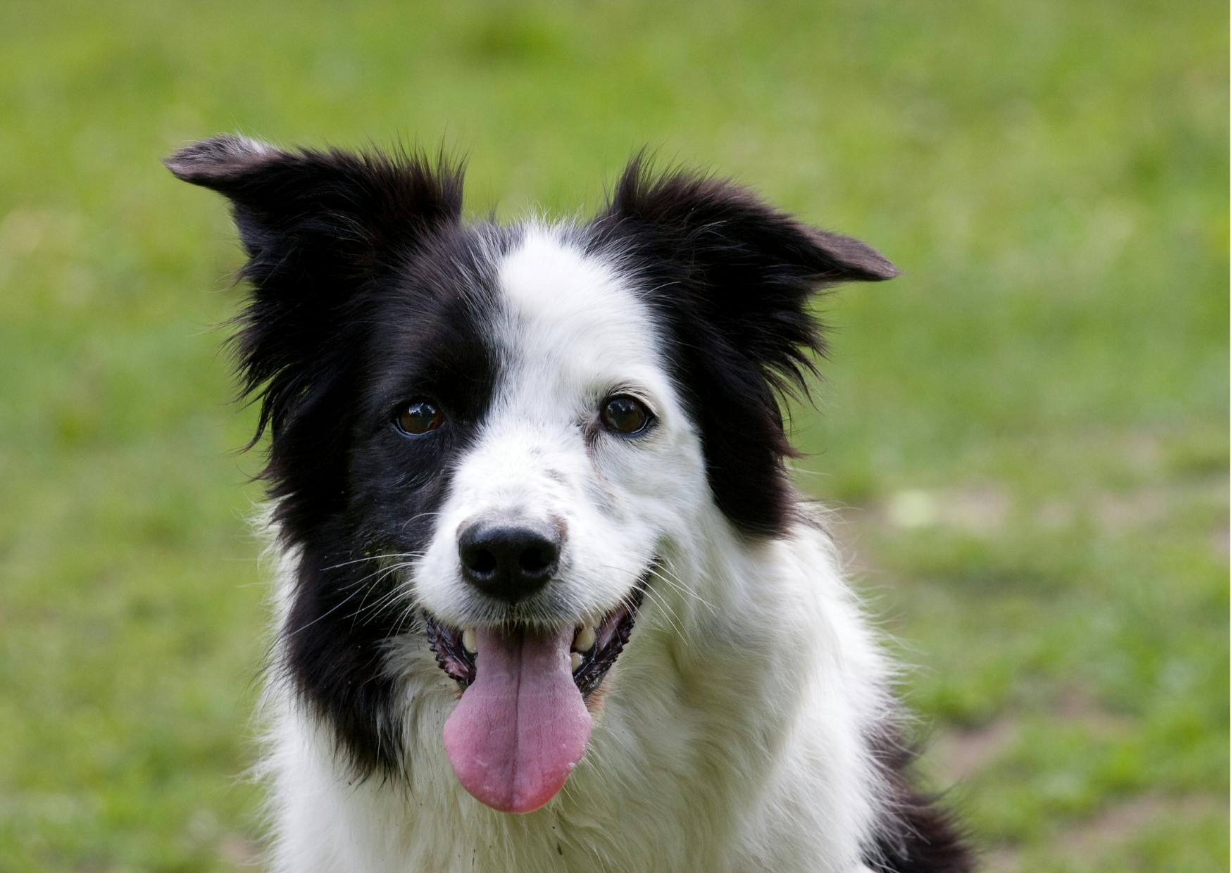 Border collie noir et blanc qui tire la langue