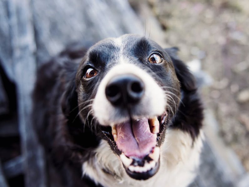 Border Collie qui regarde l'objectif