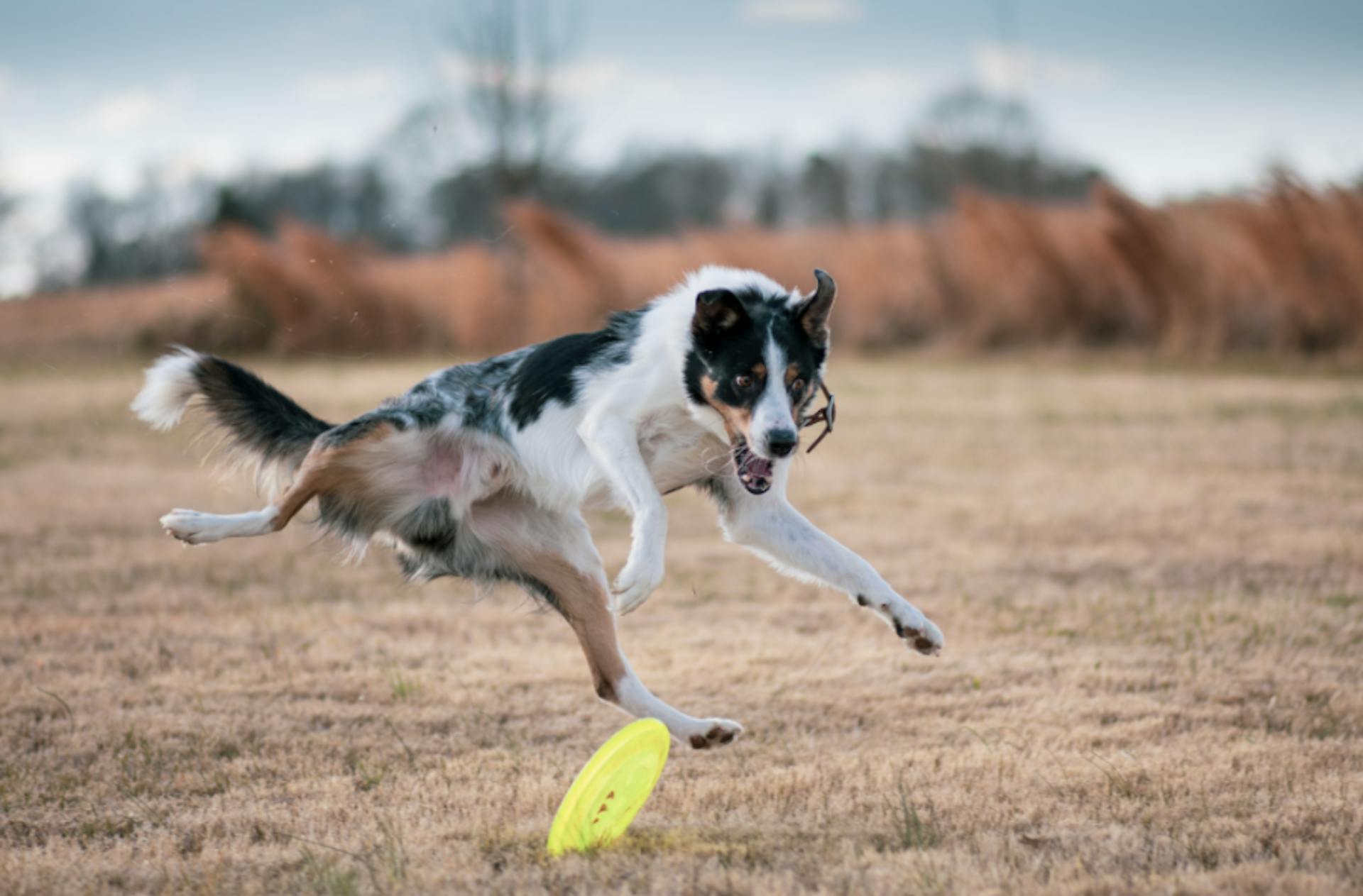 Border Collie qui saute pour attraper un disque