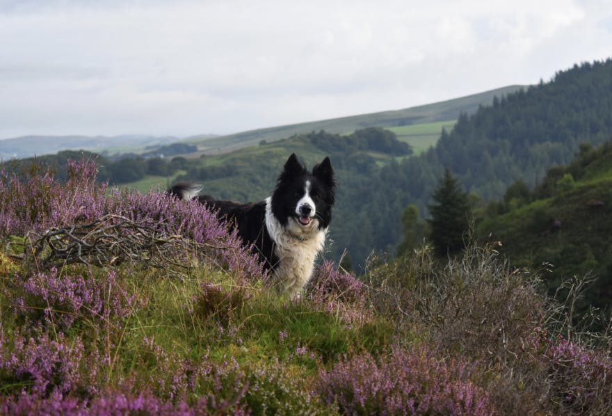 Border Collie dans les montagnes