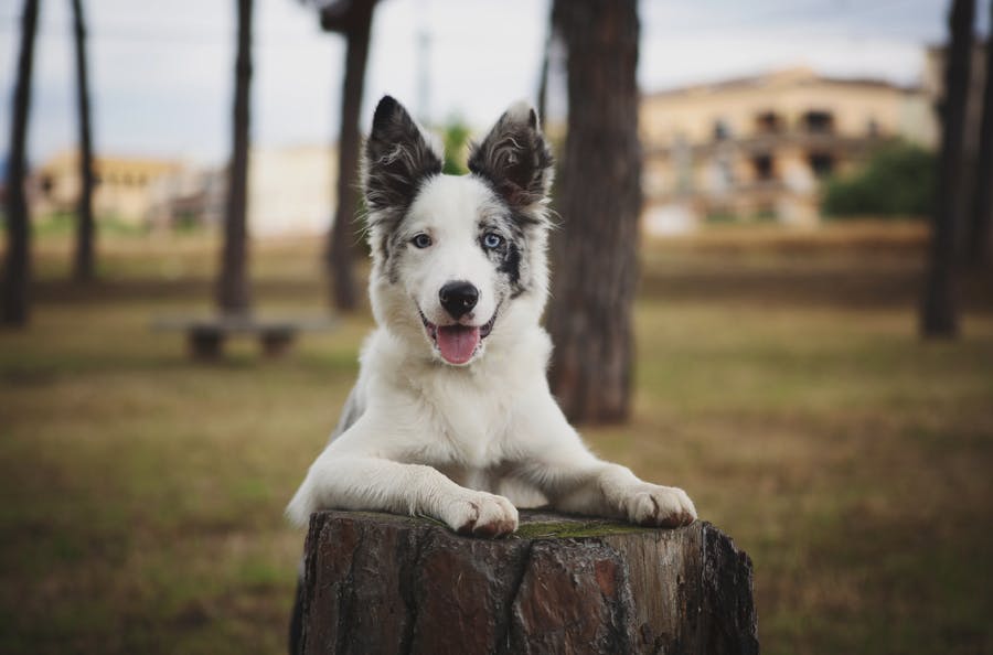 Border Collie debout sur un tronc