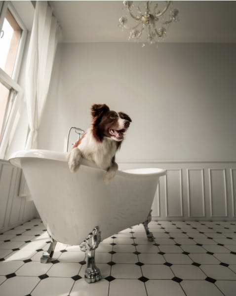 Border Collie dans une baignoire