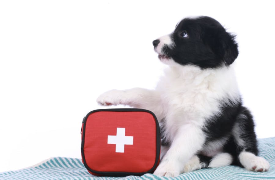 Chiot qui pose la patte sur une trousse de premiers secours