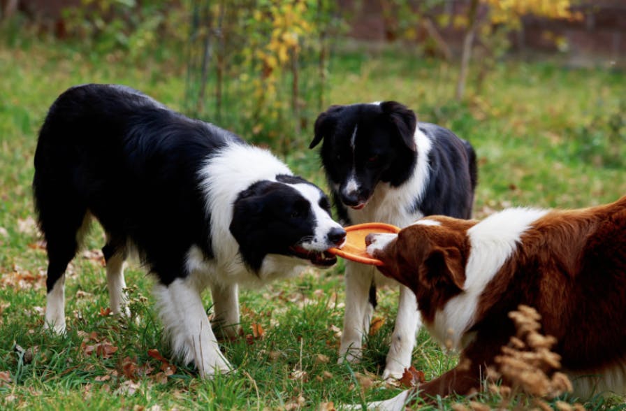 Trois Border Collie qui se disputent un disque