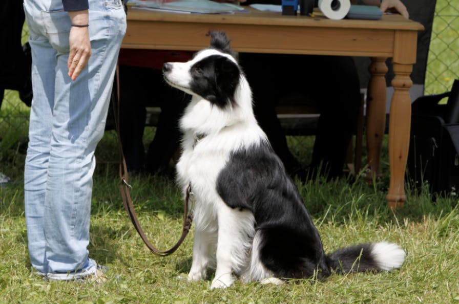 Border Collie assis qui écoute son maître