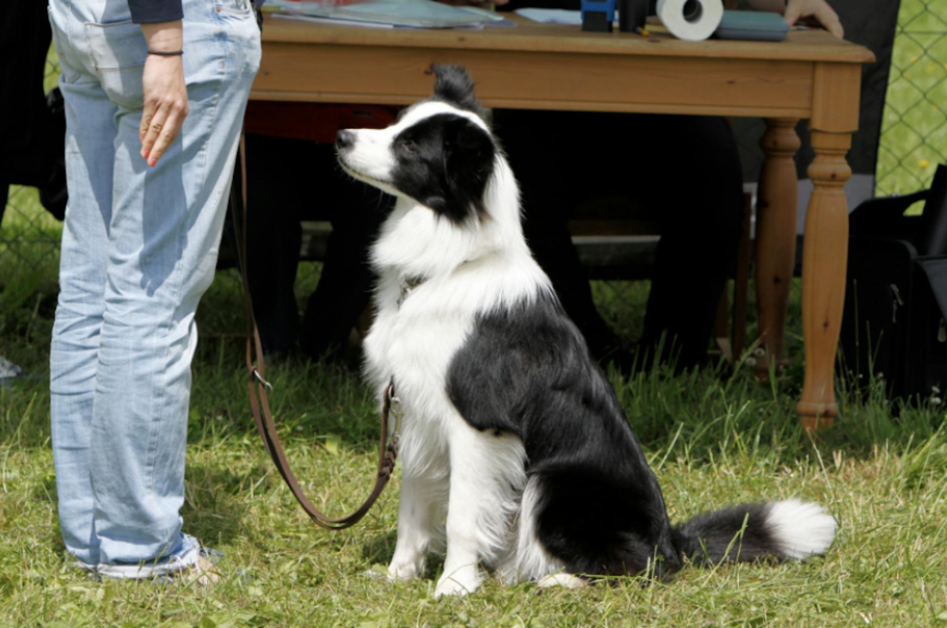 Border Collie assis qui écoute son maître