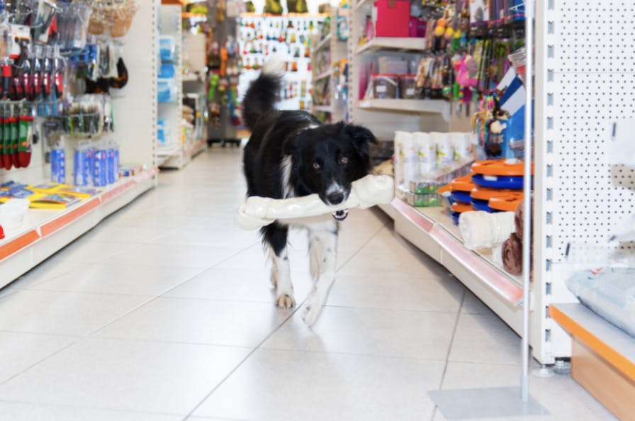 Border Collie qui choisit son jouet dans un magasin