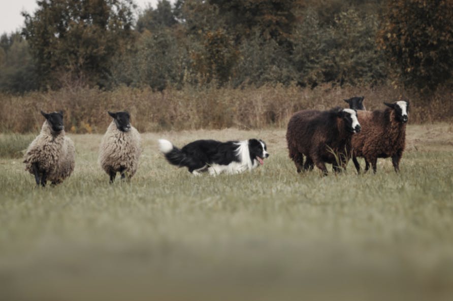Border Collie qui court après des moutons