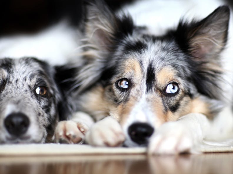 Deux Border Collie couchés