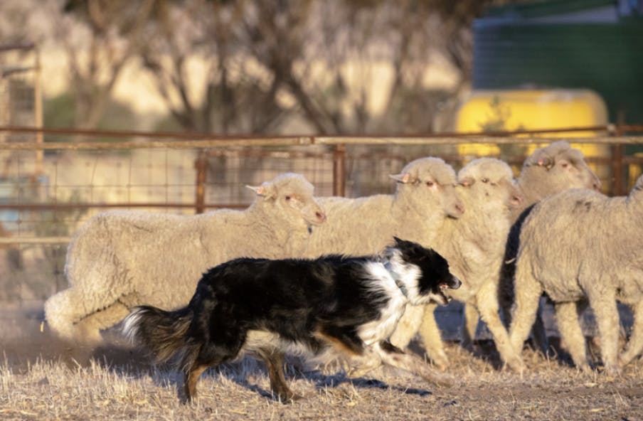 Border Collie qui court après les moutons