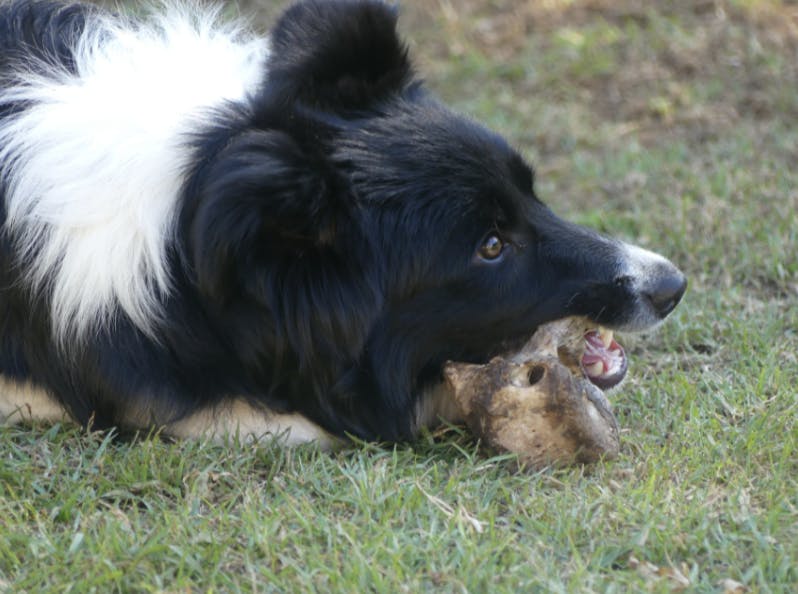 Border Collie qui mange