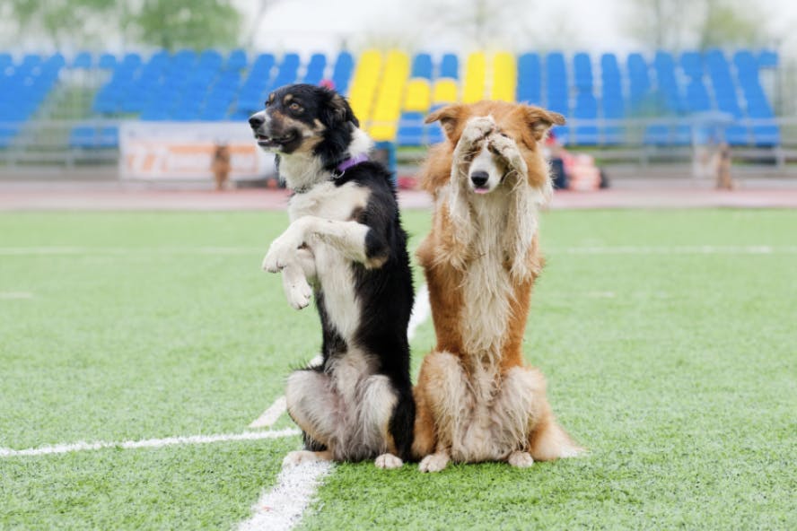 Deux Border Collie qui exécutent des tours