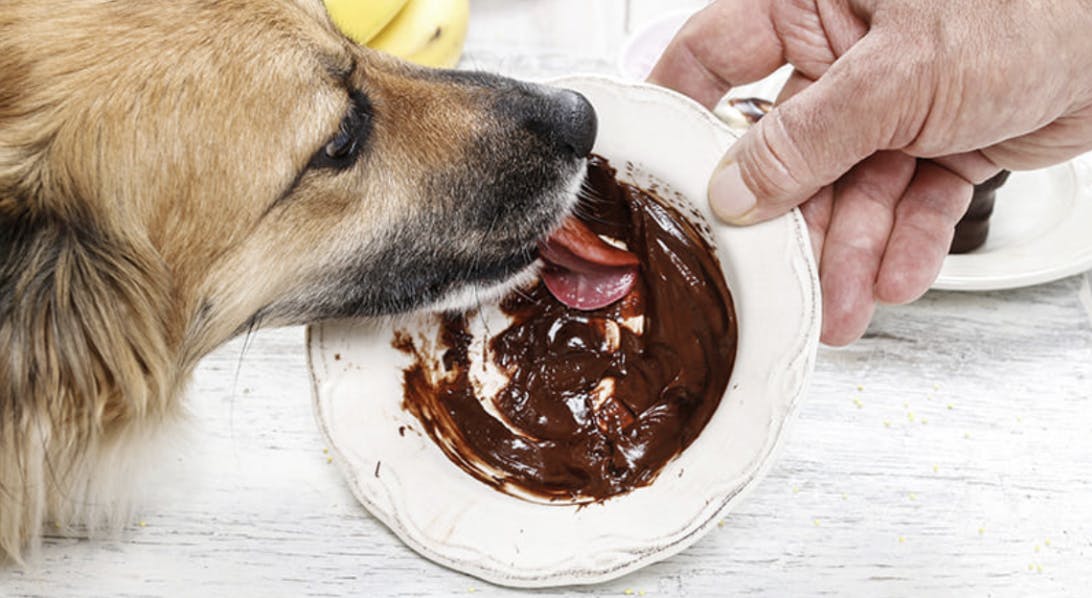 Chien qui lèche une assiette de chocolat