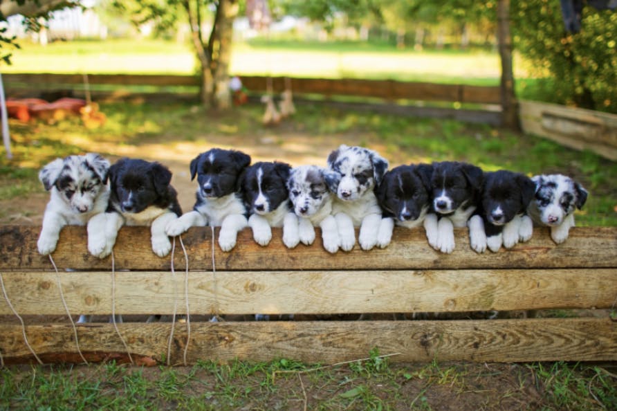 Des chiots Border Collie