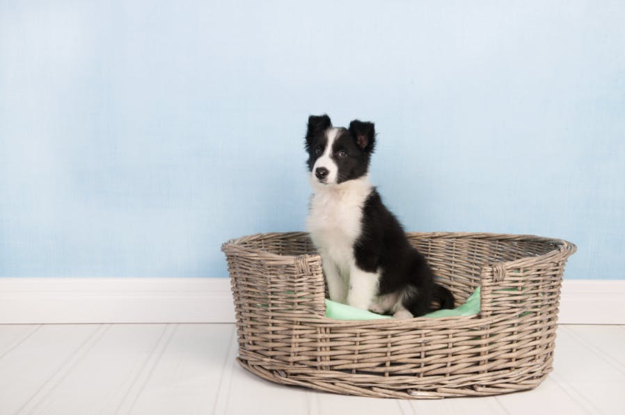 Un chiot Border Collie assis dans un panier