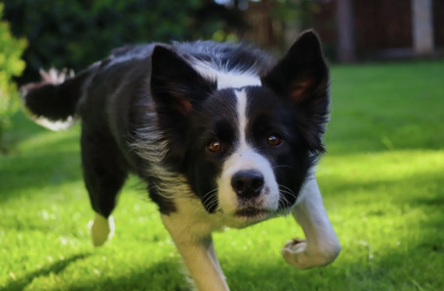 Un Border Collie adulte