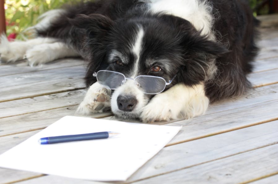 Un vieux Border Collie couché