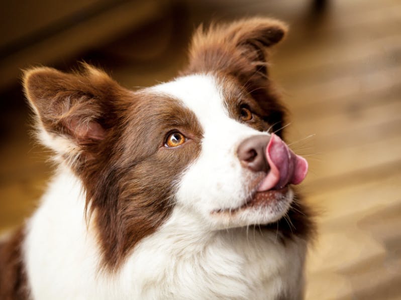 Un Border Collie qui se lèche le museau