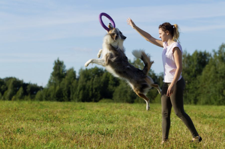 Un Border Collie qui attrape un cerceau